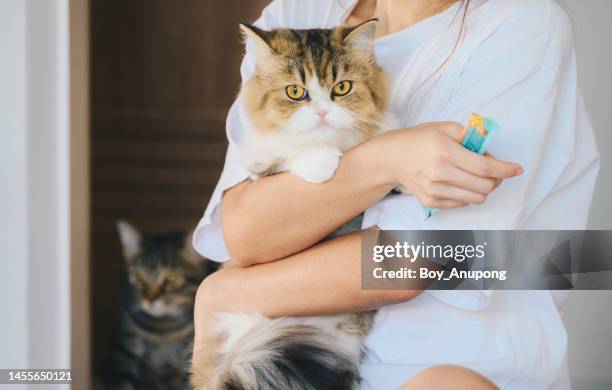 cropped shot of pet owner hugging her cute crossbreed persian cat. - mongrel cat stock pictures, royalty-free photos & images