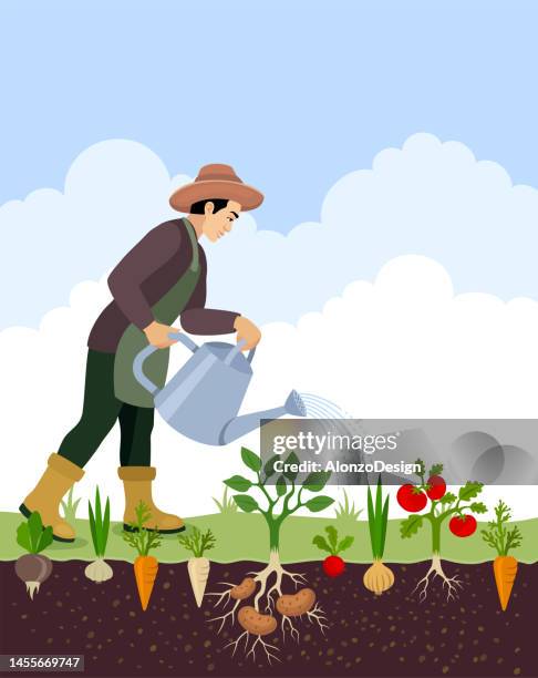 bildbanksillustrationer, clip art samt tecknat material och ikoner med farmer watering his vegetables in the garden. organic farm. - plant de tomate