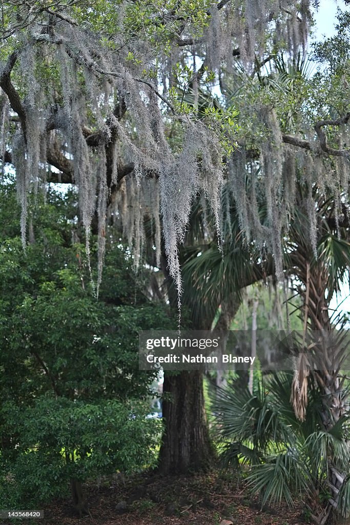 Spanish moss haning from an oak tree, New Orleans