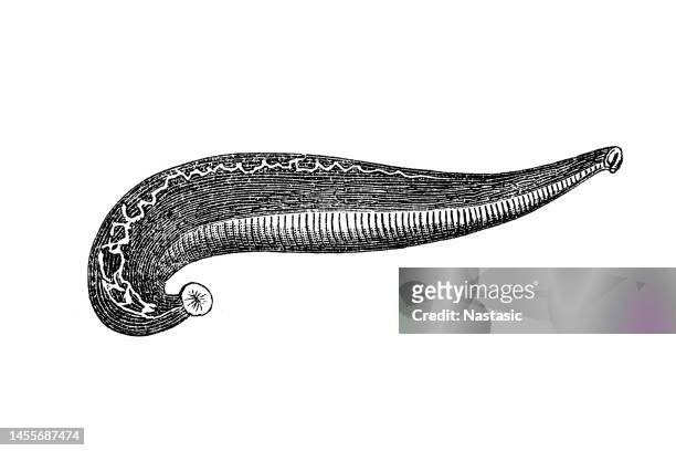 hirudo medicinalis, the european medicinal leech, is one of several species of leeches used as "medicinal leeches" - leech stock illustrations