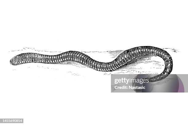 stockillustraties, clipart, cartoons en iconen met the lumbricidae are a family of earthworms ,earthworm (lombricus agricola) - aardworm