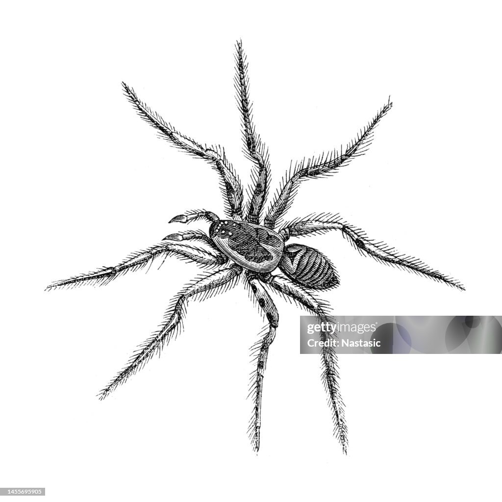 Lycosa tarantula is the species originally known as the tarantula