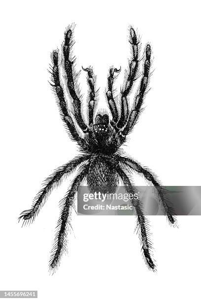 stockillustraties, clipart, cartoons en iconen met garden spider (epeira diadema) - arachnid
