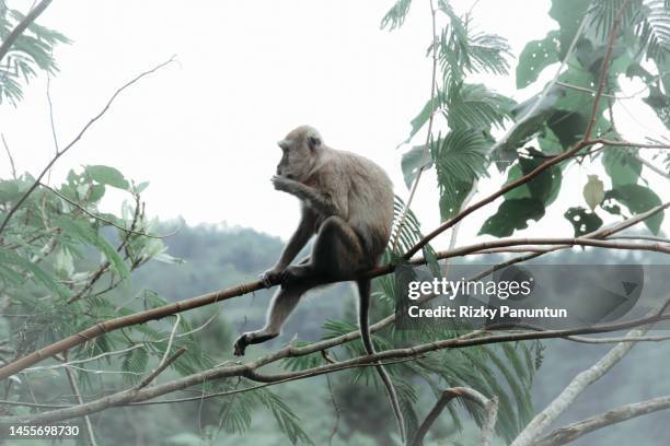 313 Java Macaque Monkey Stock Photos, High-Res Pictures, and Images ...
