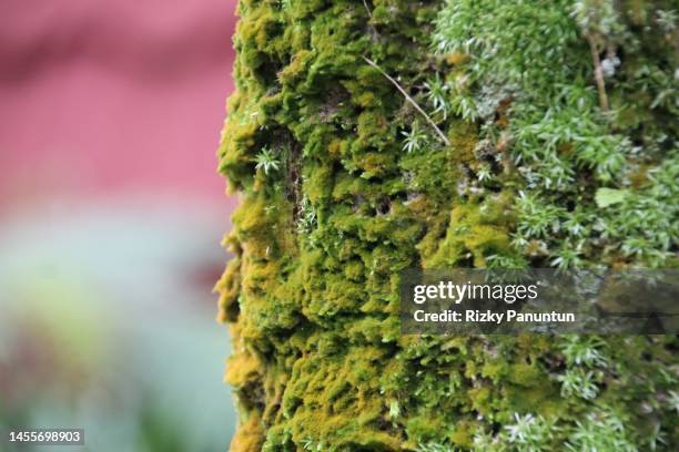 Java Moss On Tree 595 Java Moss Stock Photos, High-Res Pictures, and Images - Getty Images
