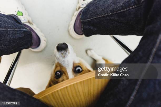 first person perspective of corgi dog hiking under the chair - angle stock pictures, royalty-free photos & images