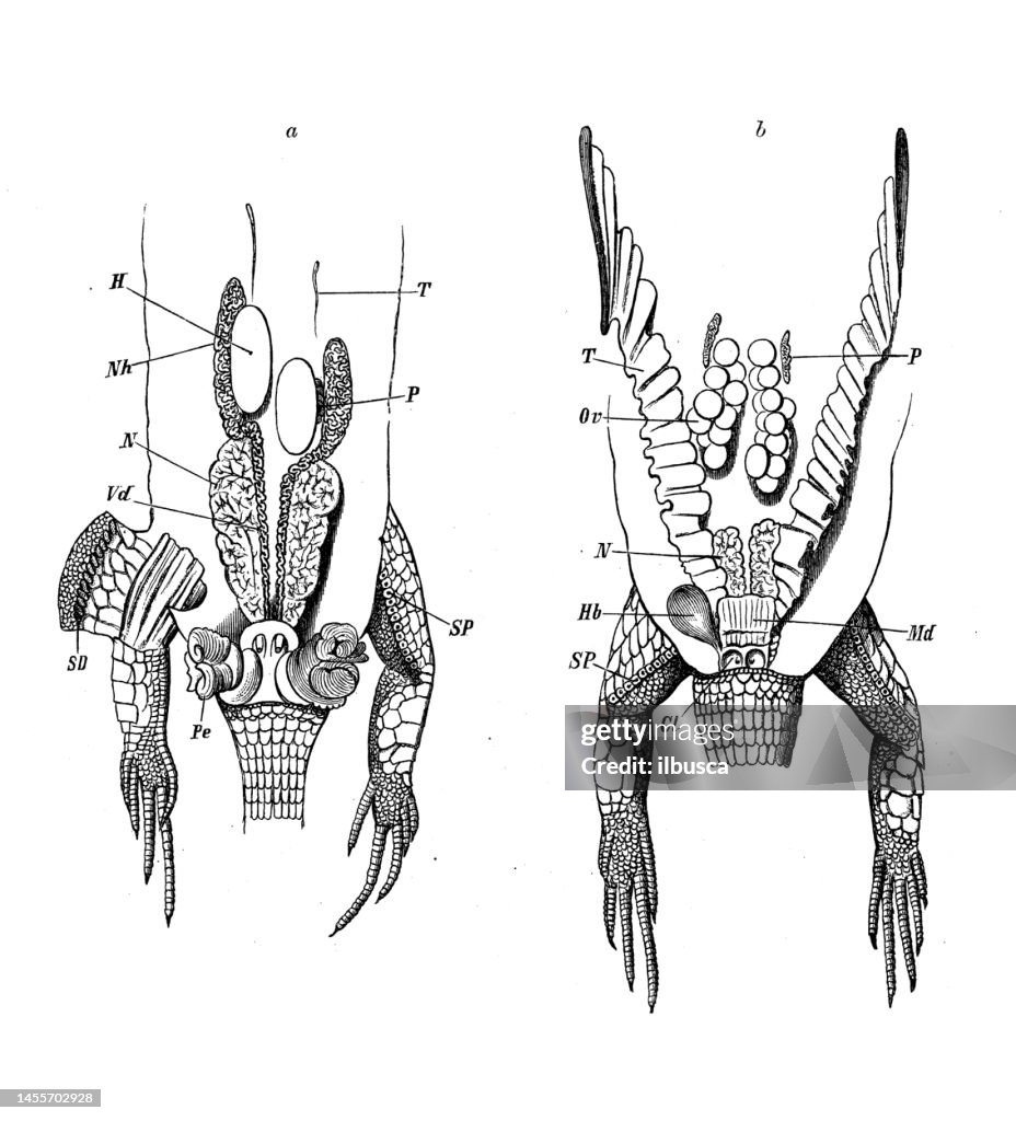Antique biology zoology image: Lacerta agilis urinary system