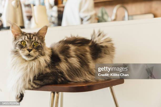 portrait of a maine coon cat sitting on a chair - maine coon stockfoto's en -beelden