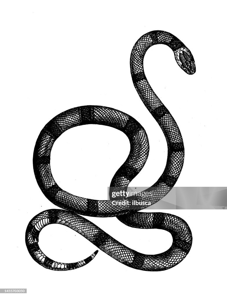 Antique biology zoology image: Elaps corallinus, Micrurus corallinus