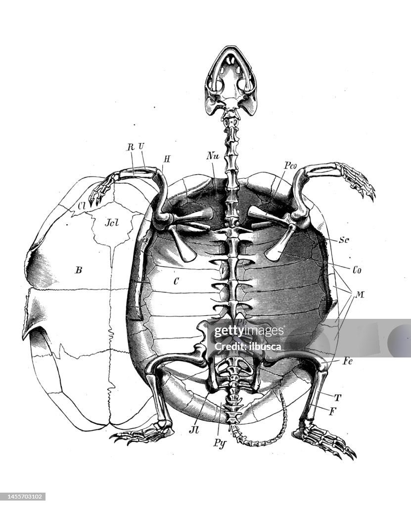 Antique biology zoology image: European pond turtle (Emys orbicularis), skeleton