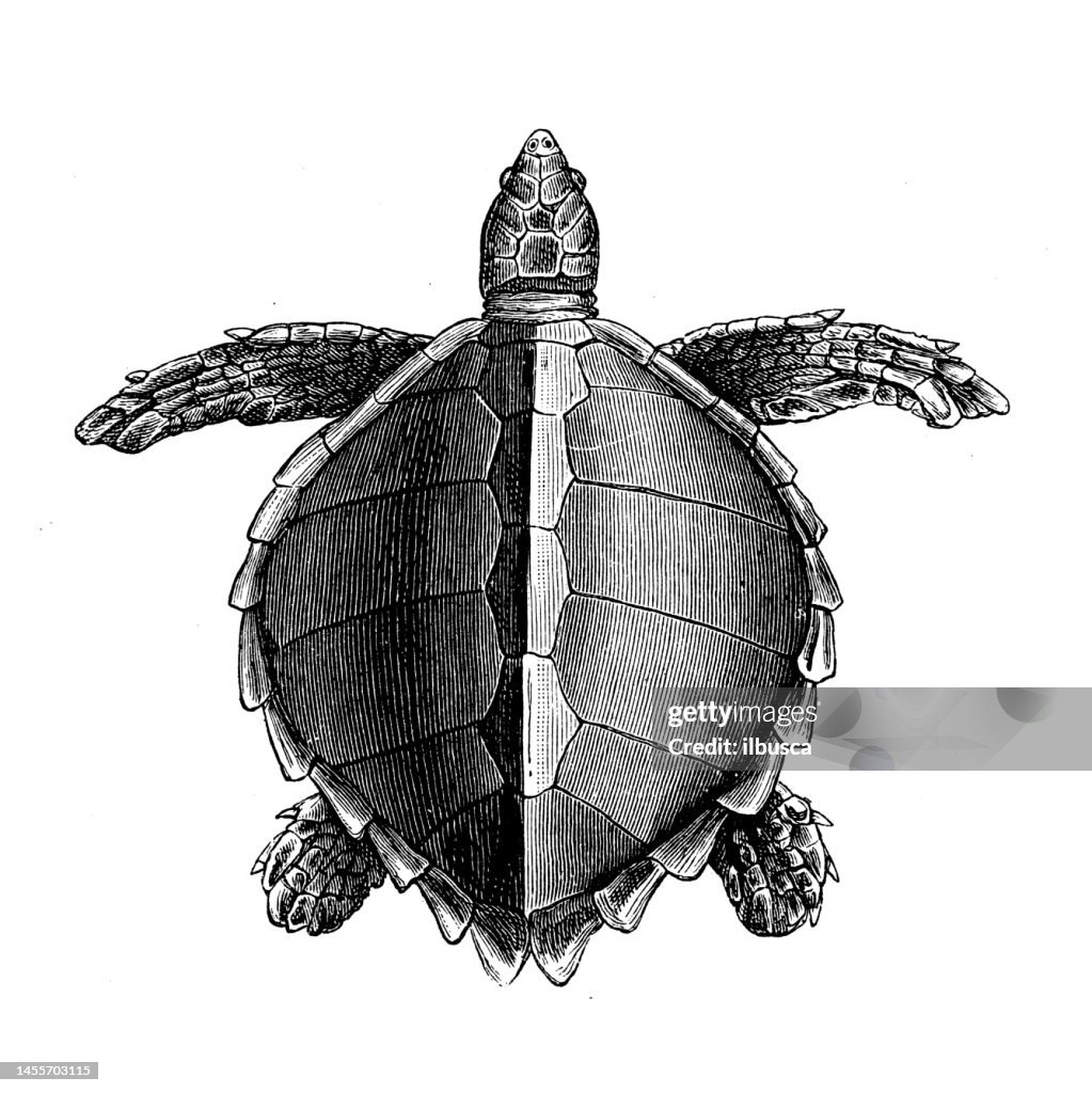Antique biology zoology image: Thalassochelys caretta