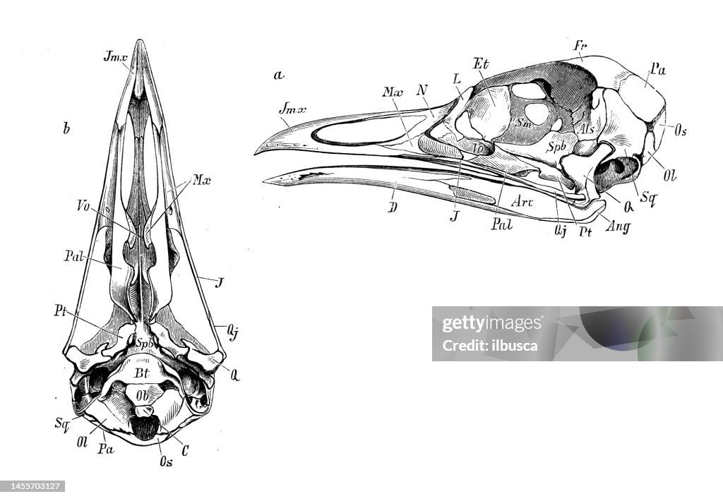 Antique biology zoology image: Otis tarda, Skull