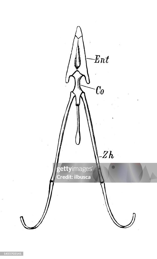 Antique biology zoology image: Corvus cornix, hyoid bone