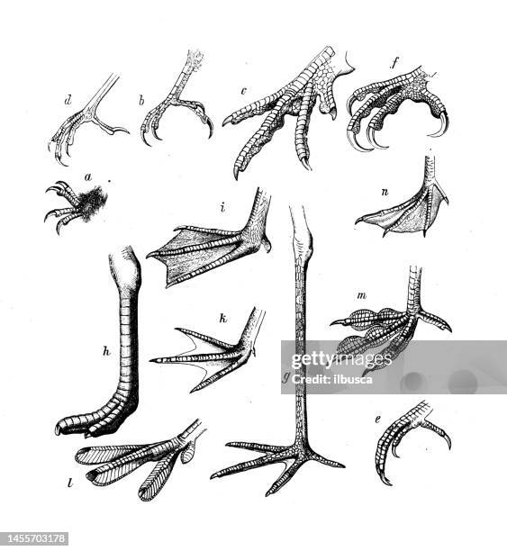 antike biologie zoologie bild: verschiedene vogelfüße - claw stock-grafiken, -clipart, -cartoons und -symbole