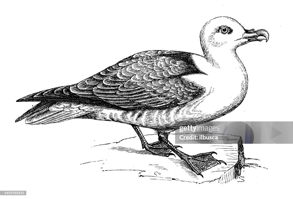 Antique biology zoology image: Procellaria Glacialis, Fulmar