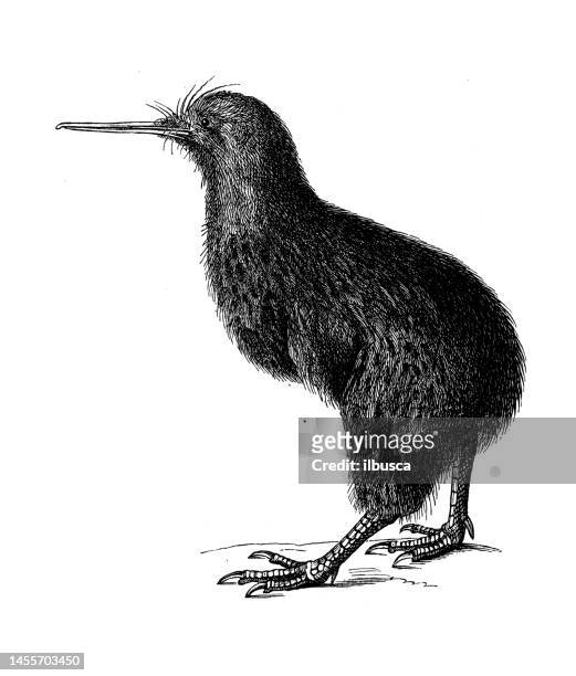 antique biology zoology image: little spotted kiwi, little grey kiwi (apteryx owenii) - kiwi bird stock illustrations