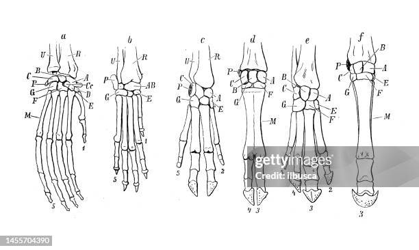 antique biology zoology image: hand/paw bones: orangutan, dog, pig, cow, tapir, horse - herbivorous stock illustrations