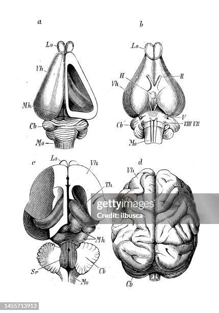 antique biology zoology image: mammal brains: rabbit, cat, orangutan - animal brain stock illustrations