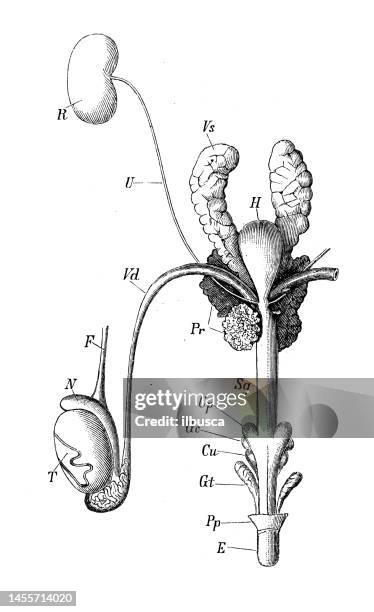 antique biology zoology image: cricetus vulgaris reproduction organs - animal reproductive organ 幅插畫檔、美工圖案、卡通及圖標