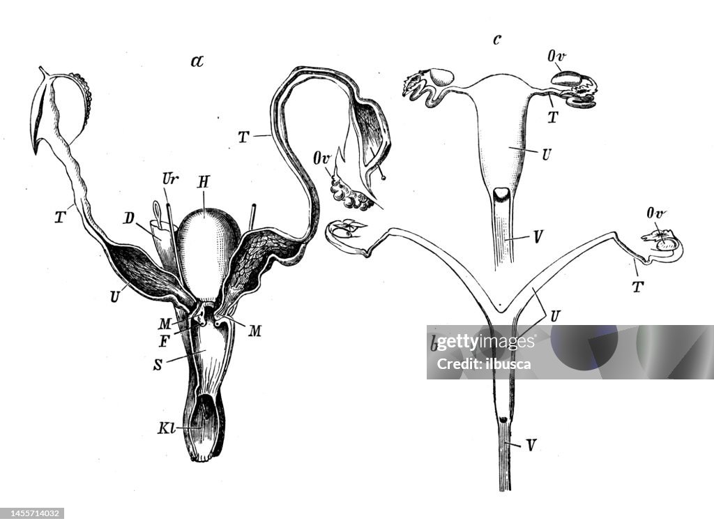 Imagen de zoología de biología antigua: órganos de reproducción, Ornithorhynchus, Viverra genetta, cercopithecus nemestrinus