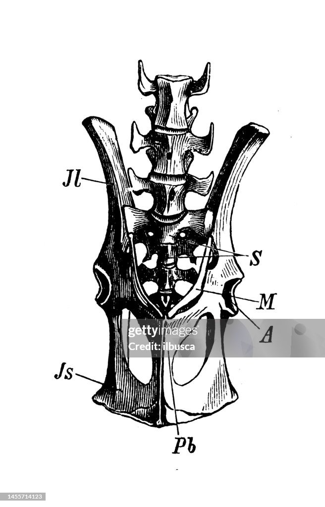 Antique biology zoology image: Macropus kangaroo pelvis bone