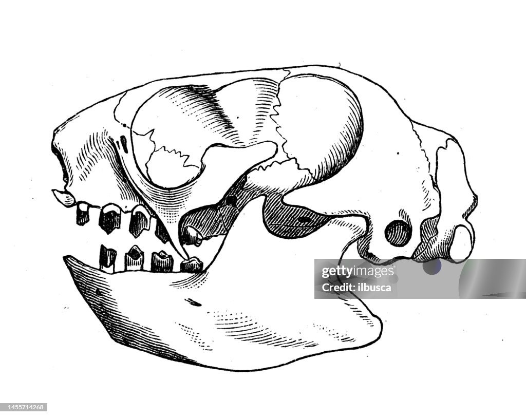 Antique biology zoology image: maned sloth (Bradypus torquatus) skull