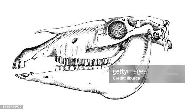 antike biologie zoologie bild: pferdeschädel - animal skeleton stock-grafiken, -clipart, -cartoons und -symbole