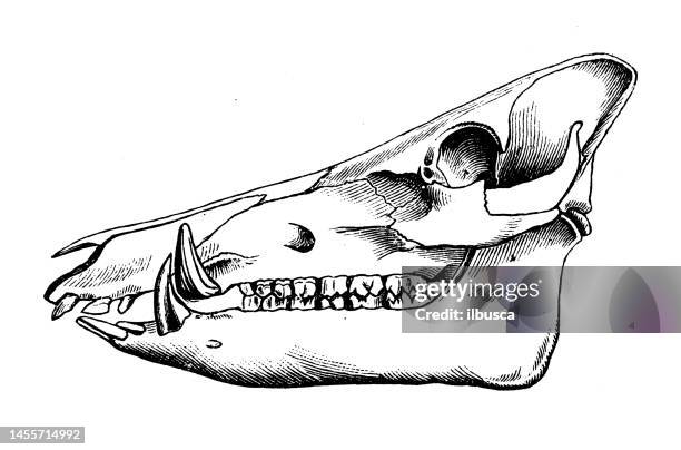 antique biology zoology image: wild boar skull - pig skull stock illustrations