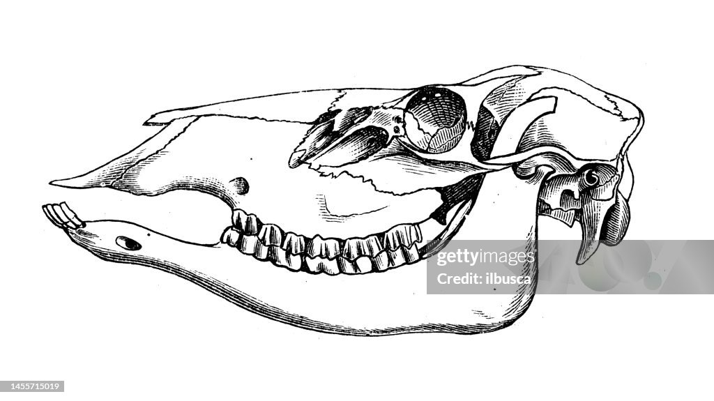 Imagen de zoología de biología antigua: cráneo de alce