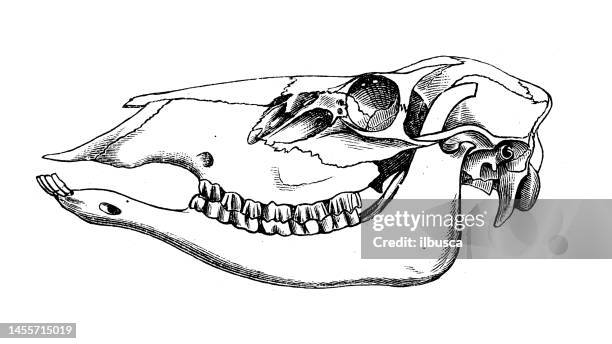 stockillustraties, clipart, cartoons en iconen met antique biology zoology image: elk skull - elk