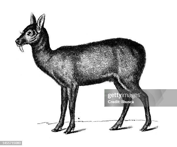 antique biology zoology image: siberian musk deer (moschus moschiferus) - moschus moschiferus stock illustrations