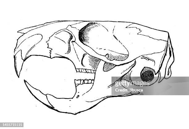 illustrazioni stock, clip art, cartoni animati e icone di tendenza di immagine antica di zoologia della biologia: cranio di criceto - hamster