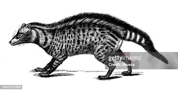 antique biology zoology image: african civet (civettictis civetta) - civet cat stock illustrations