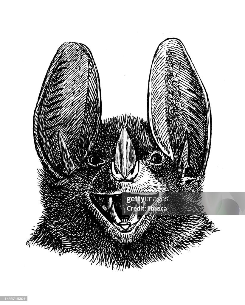 Vampire Bat Spectrogram Antique Biology Zoology Image Spectral Bat High-Res Vector Graphic ...