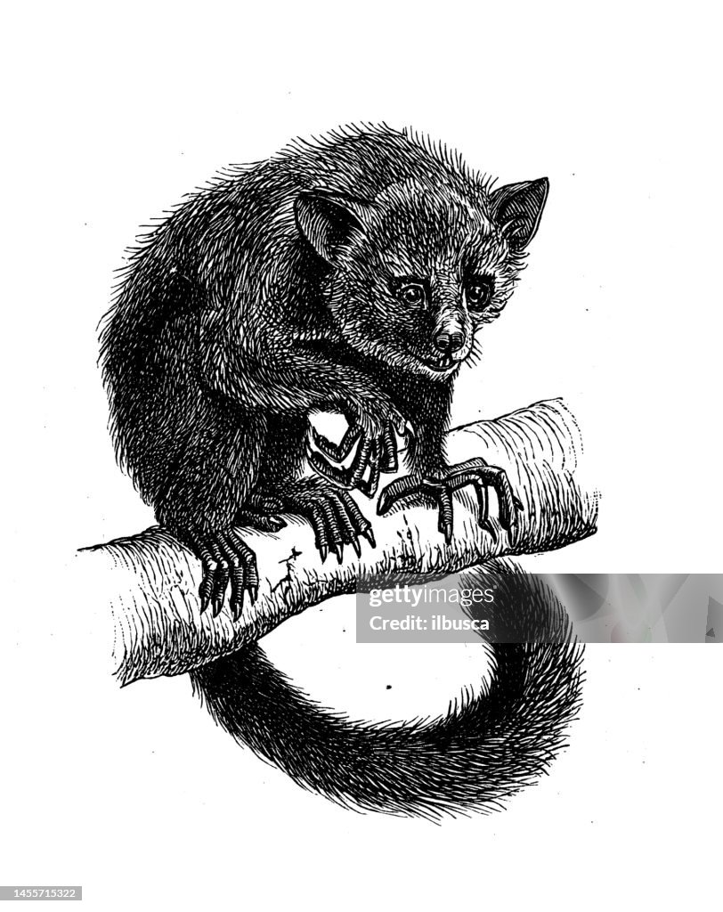 Antique biology zoology image: aye-aye (Daubentonia madagascariensis)