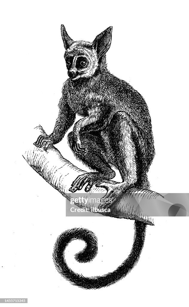 Antique biology zoology image: bushbaby, galago