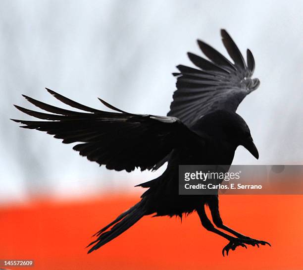raven - gespreizte flügel stock-fotos und bilder