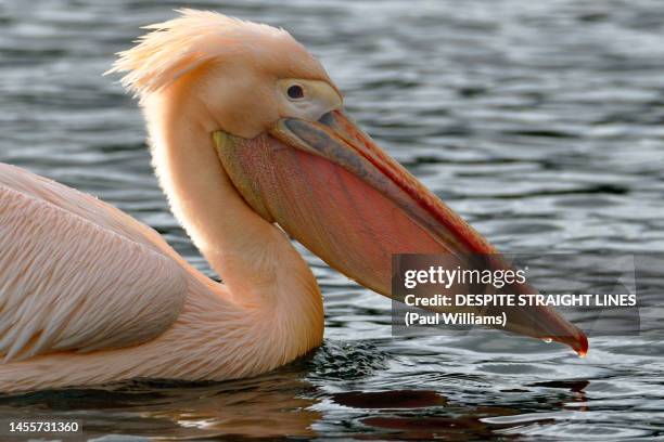 great white pelican (pelecanus onocrotalus) in st james's park - pelikaan stockfoto's en -beelden