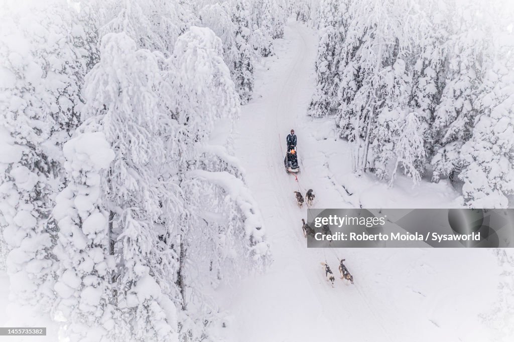 Hikers crossing a snowy forest on a dog sled, overhead view