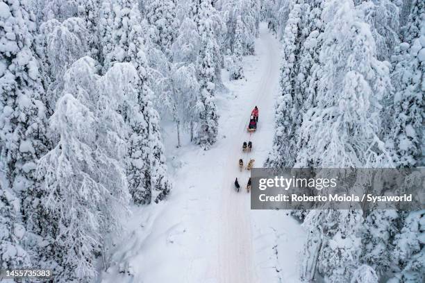 overhead view of people dog sledding in a snowy forest - husky sled stock pictures, royalty-free photos & images