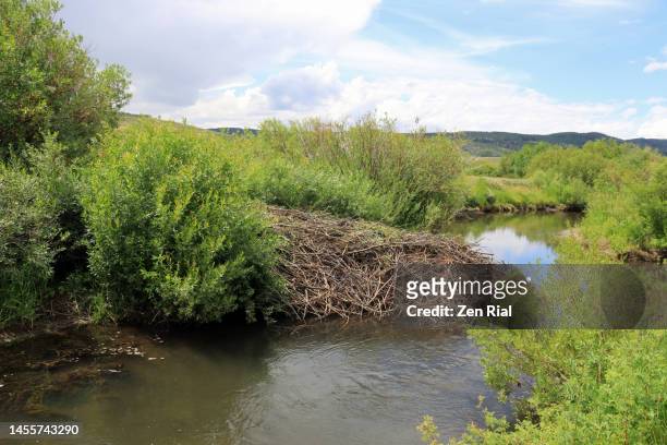 beaver dam built in a stream in utah - beaver dam stock pictures, royalty-free photos & images