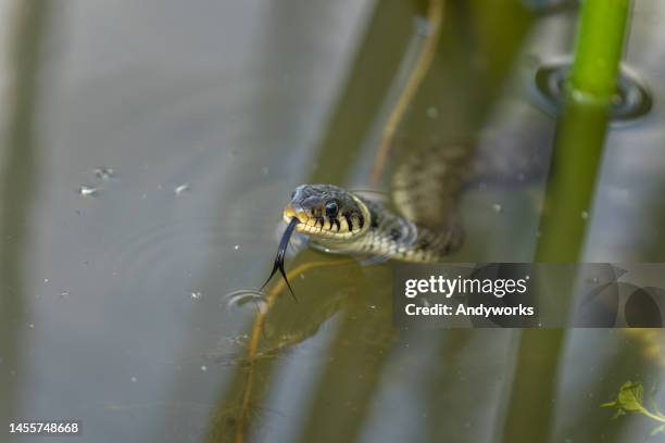 portrait of a grass snake (natrix natrix) - grass snake stock pictures, royalty-free photos & images