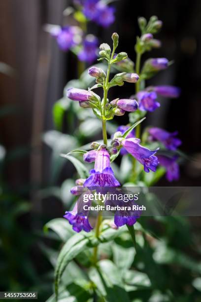 close-up of purple penstemon in the garden - penstemon stock pictures, royalty-free photos & images