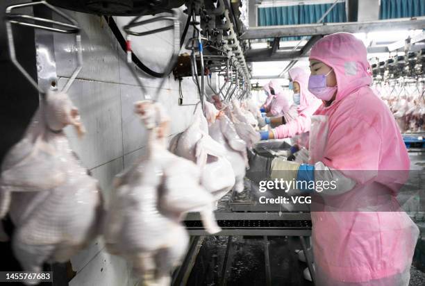Poultry Process Worker Poultry Processing Plant Workers Photos and Premium High Res Pictures ...