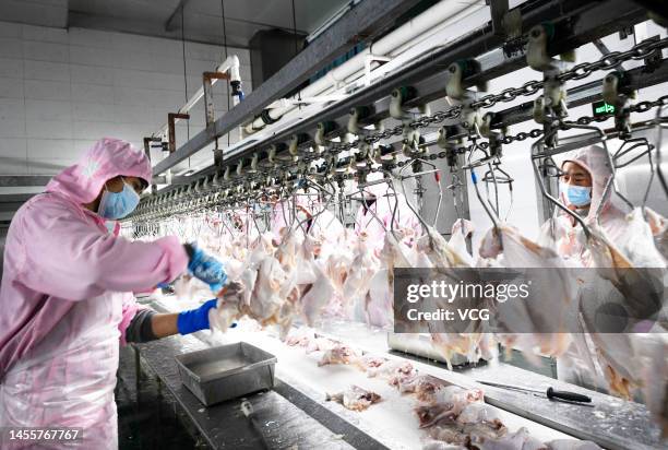 Poultry Process Worker Poultry Processing Plant Workers Photos and Premium High Res Pictures ...