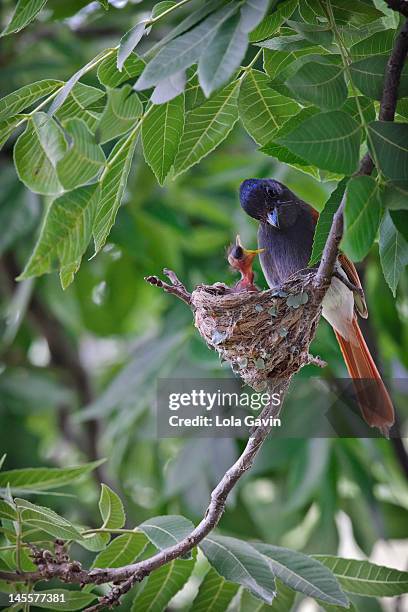 paradise flycatcher female - eutrichomyias rowleyi stock pictures, royalty-free photos & images