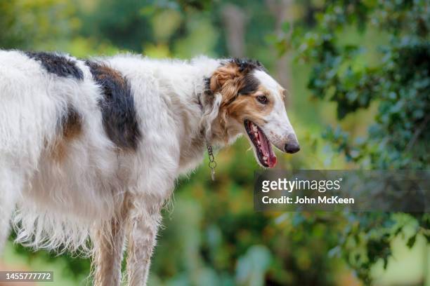 borzoi - royalty free stock pictures, royalty-free photos & images