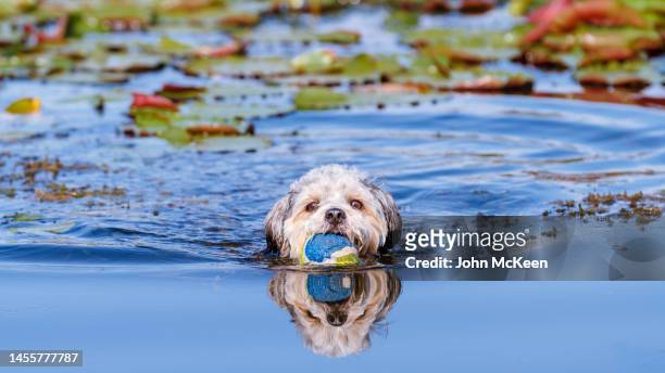 morkie paddling - bichon stock pictures, royalty-free photos & images