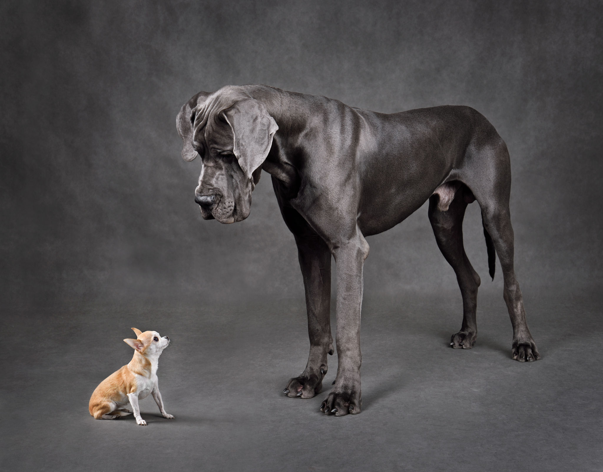 large dog