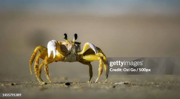 close-up of crab on sand - winkerkrabbe stock-fotos und bilder